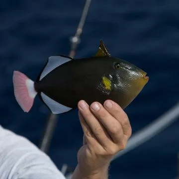 Triggerfish out of water Stock-Fotos