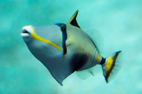 Triggerfish Foto stock