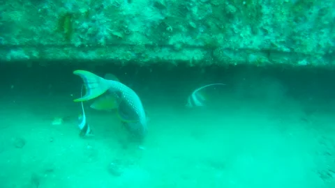 Triggerfish in the sea Stock Footage 246786237