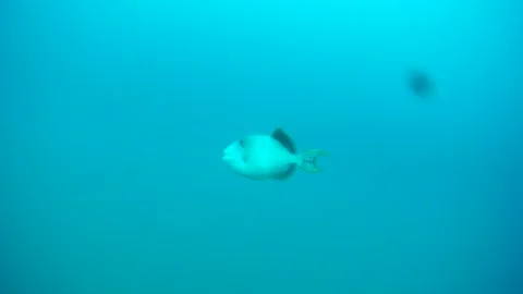 Triggerfish in the sea Stock Footage 246786484