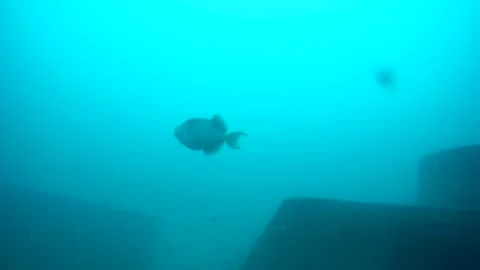 Triggerfish in the sea, Thailand Video stock 246785928