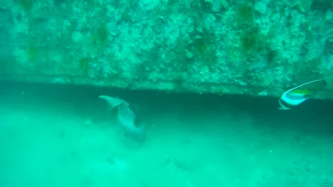 Triggerfish in the sea, Thailand Stock Footage 246786226