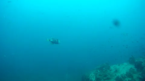 Triggerfish in the sea, Thailand Stock Footage 246787614