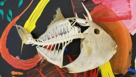 Triggerfish skeleton on pop art table top Stock Photos