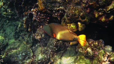 Triggerfish swimming through coral reef, nature documentary Видео 335186645