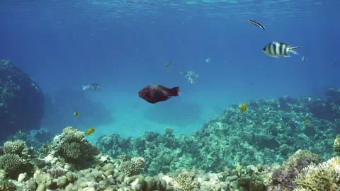Triggerfish swims in blue water over coral reef other colorful tropical fish Stock Footage 247021065
