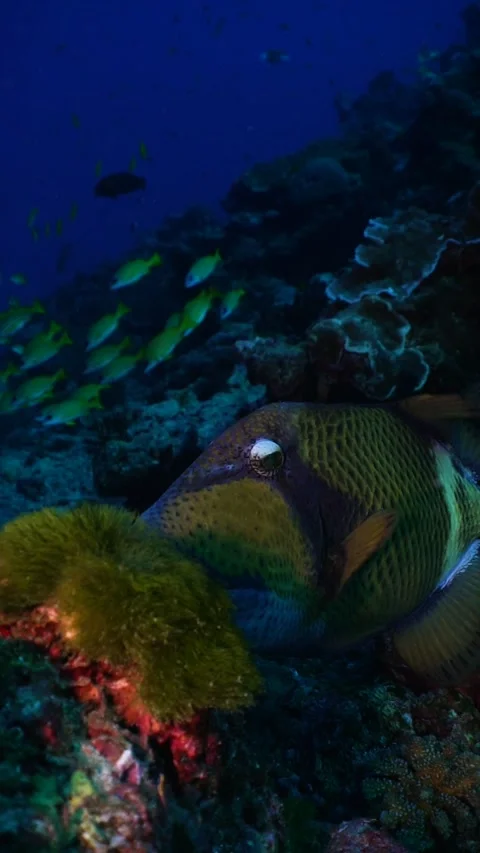 Triggerfish underwater footage scuba diving  Stock Footage 246353066