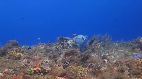 Triggerfish,angelfish Vídeo Stock 11991996