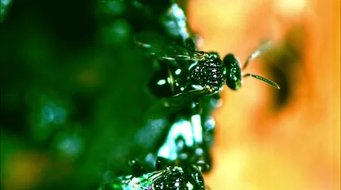 Trigona australian native bee  in High Speed EXCLUSIVE to pond5 스톡 동영상 48680937