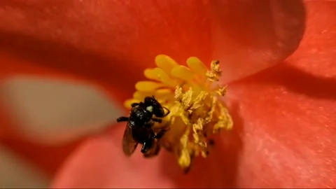 A Trigona Bee  is collecting the nectar Stock Footage 237453820