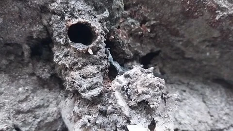 Trigona bee Stock Footage 196199006