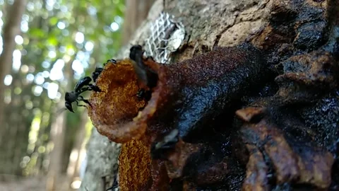 Trigona beehive Stock Footage 157307530