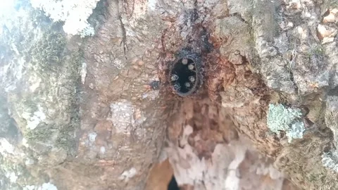 Trigona beehive on a weathered tree Video stock 210624788