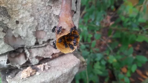 Trigona Bees Active at Hive Front View Stock Footage 335643479