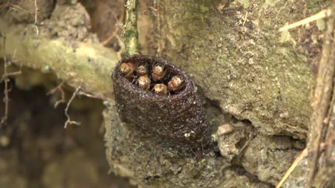 Trigona bees, Malaysia Stock Footage 133677055