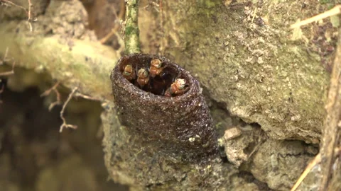 Trigona bees, Malaysia Stock Footage 133677060