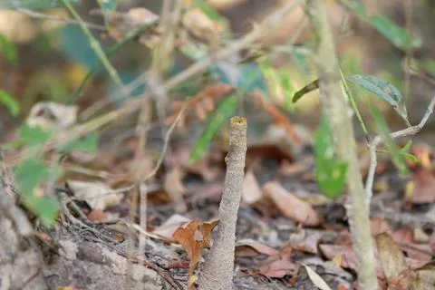 Trigona laeviceps Stockfoto's