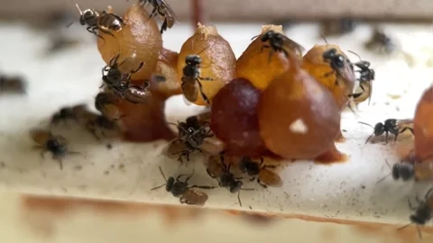 Trigona stingless bee hive Stock Footage 244526552