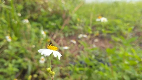 Trigonal bees are extracting ketul flowers with the scientific Stock Footage 328547262