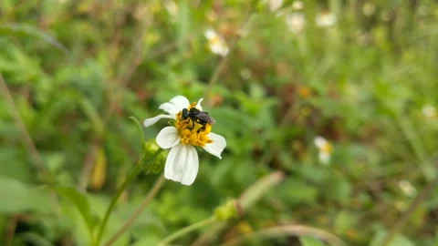 Trigonal bees are extracting ketul flowers with the scientific Stock Footage 328547270