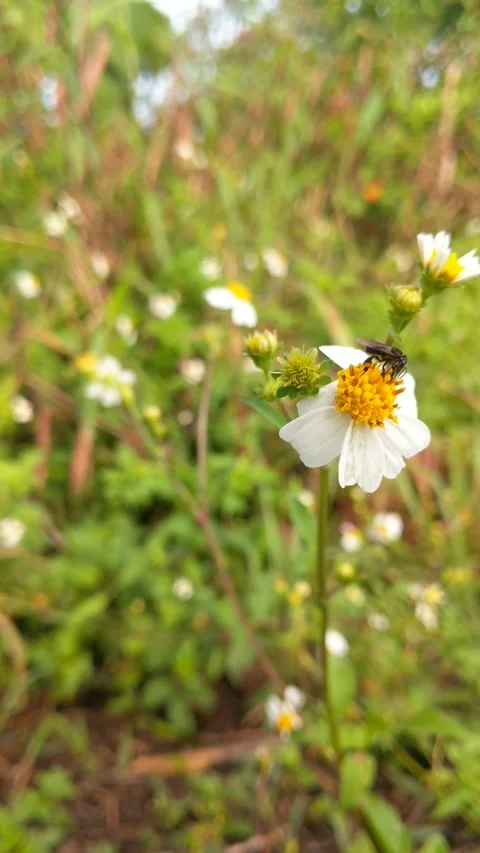 Trigonal bees are extracting ketul flowers with the scientific Stock Footage 328547277