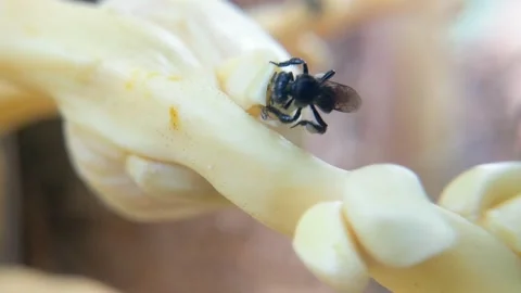 Trigonal bees Stock Footage 294978080