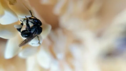 Trigonal bees Stock Footage 294978168