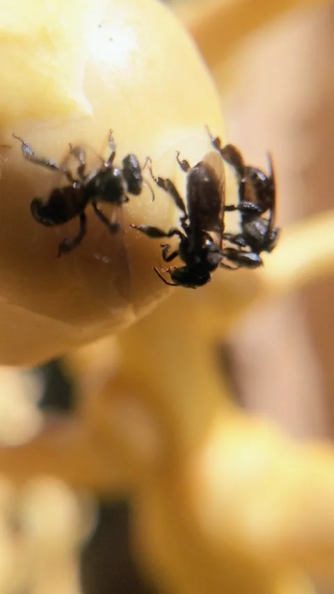 The trigonal kelulut bee extracts husks from coconuts Stock Footage 302988176