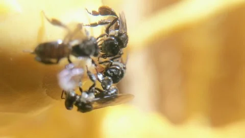 The trigonal kelulut bee extracts husks from coconuts Stock Footage 302988287