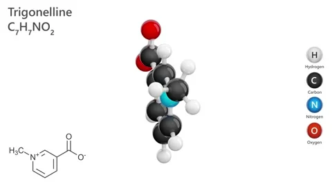 Trigonelline. 3D model of a molecule. C7H7NO2. White background. 3D render Stock Footage 295134493