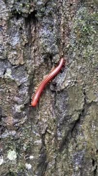Trigoniulus corallines also called as rusty millipede or common Asian millipe Stock Photos