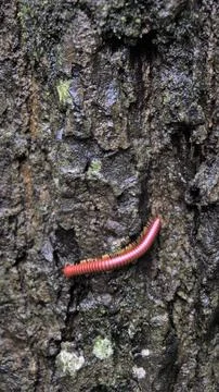 Trigoniulus corallines also called as rusty millipede or common Asian millipe Stock Photos