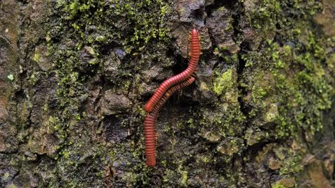 Trigoniulus corallines also called as rusty millipede or common Asian millipe Stock Photos