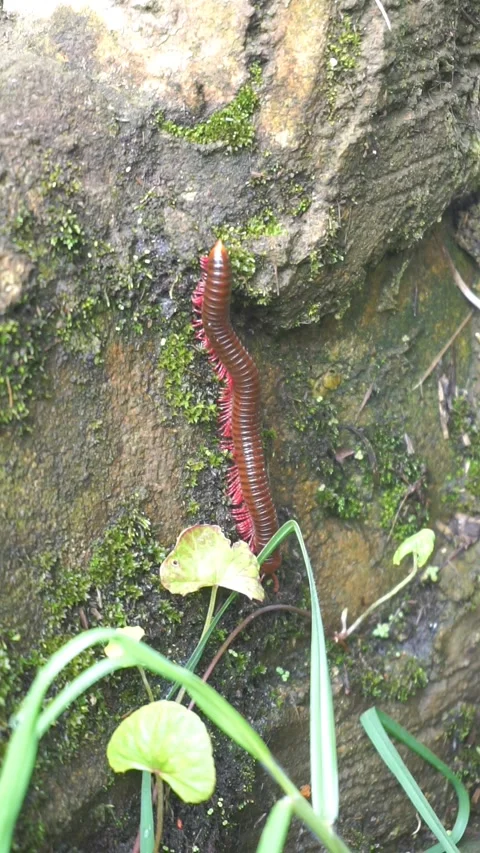 Trigoniulus Corallinus Or Millipede Crawling on Green Mossy Rocks During the Day Video stock 303041556