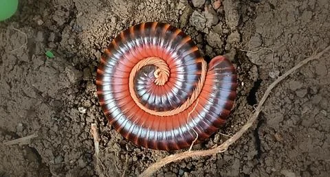 Trigoniulus corallinus Stock Photos