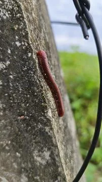 Trigoniulus corallinus 写真素材