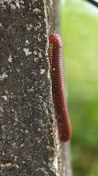 Trigoniulus corallinus 写真素材