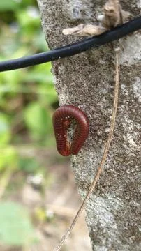 Trigoniulus corallinus 写真素材