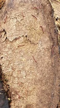 Trigoniulus corallinus 스톡 사진
