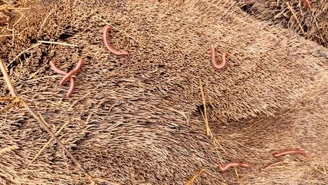 Trigoniulus corallinus 스톡 사진