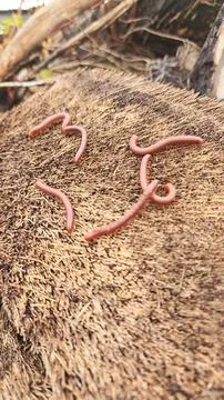 Trigoniulus corallinus 스톡 사진