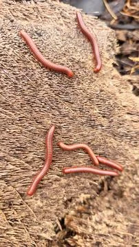 Trigoniulus corallinus 스톡 사진