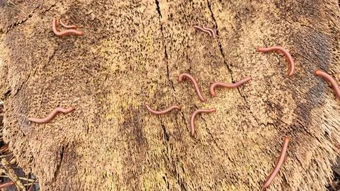 Trigoniulus corallinus 스톡 사진