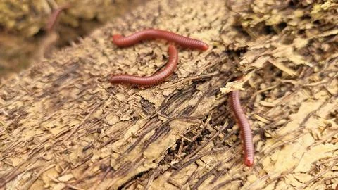 Trigoniulus corallinus 스톡 사진