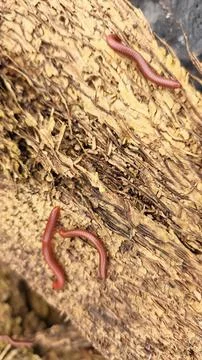 Trigoniulus corallinus 스톡 사진