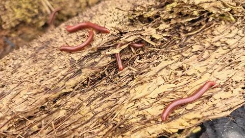 Trigoniulus corallinus 스톡 사진