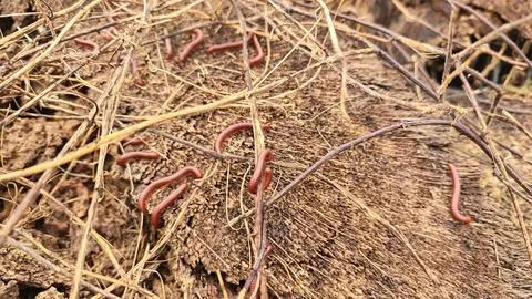Trigoniulus corallinus 스톡 사진