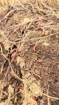 Trigoniulus corallinus 스톡 사진