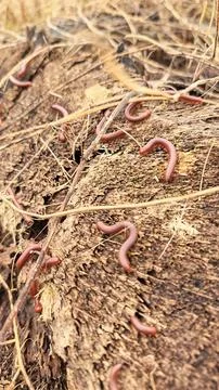 Trigoniulus corallinus 스톡 사진