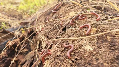 Trigoniulus corallinus 스톡 사진